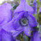 Aconitum carmichaelii 'Arendsii' Eisenhut Fingerhut winterharte Staude im Topf gewachsen
