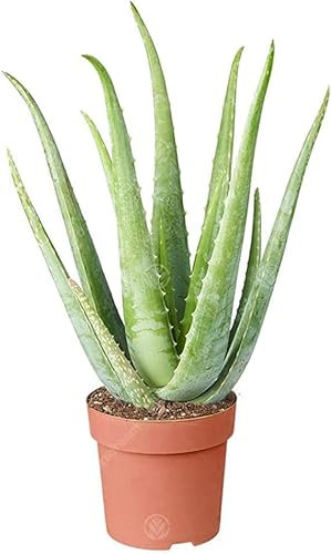 DECOALIVE Aloe Vera o Sábila Natural Planta Fácil de Cuidar,8435712013543