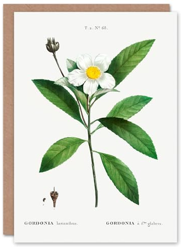Artery8 Pierre-Joseph Redouté Art Card Gordonia Tree Loblolly Bay Flowers