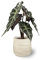 SMPLY. - Planta de Alocasia Amazonica o Alocasia Polly Planta natural interior -Maceta 13 - Altura: 30-40 cm - Plantas Naturales Interiores - Decoración del Hogar - Elegante Planta de Interior