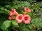Amerikanische Klettertrompete Campsis radicans Pflanze 5-10cm Trompetenblume