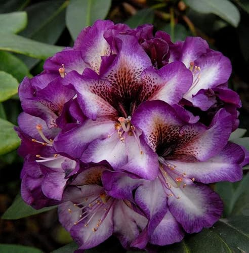 INKARHO - Großblumige Rhododendron Gunter Dinger 25-30cm - Alpenrose - lebende Gartenpflanze aus den Baumschulen