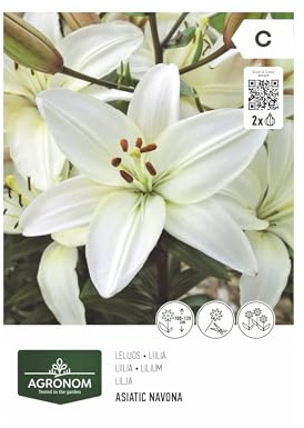 AGRONOM | LILIEN - NOVANA | Mehrjährige Blumenzwiebeln | Weiß Blumen | Werden in Blumengärten, Töpfen angebaut, in blühenden Rasenflächen | 2 Blumenzwiebeln