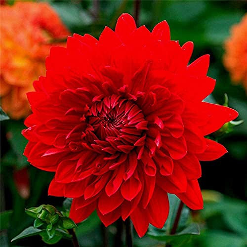 FStening 4 Pezzi Rosso Dalia Bulbi Coltiva I Tuoi Fiori Rossi Classici Tradizionali Perenni Adatti Per La Semina In Aiuole Da Giardino