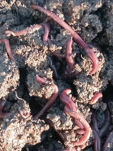 Red Worm Sicily Lombrichi Rossi Vivi Californiani .Eisenia Fetida,-500 gr-per Compostaggio Domestico e Humus + OMAGGIO