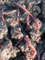 Red Worm Sicily Lombrichi Rossi Vivi Californiani .Eisenia Fetida,-500 gr-per Compostaggio Domestico e Humus + OMAGGIO