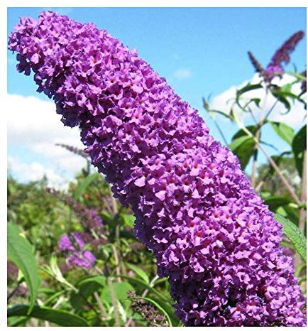 Buddleja davidii - Schmetterlingsflieder - Sommerflieder - 20 Samen