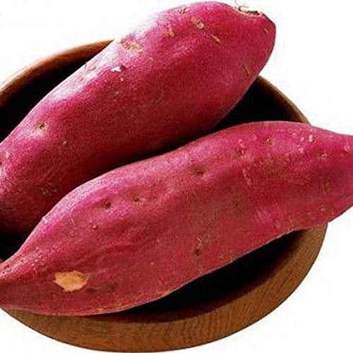 TOYHEART 20 Stück Premium Gemüsesamen, Süßkartoffelsamen Rustikal Leicht Zu Produzierende Samen Frische Pflanzensamen Für Den Garten Süßkartoffelsamen