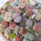 SUNNYPLANTS - Lithops-Mischsamen, Lithops Samen Mischung, Lebender Steine Samen, Lithops Samen, Lithops Mix (100)