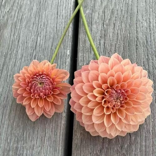 Bulbi di dalia resistenti perenni - piante perenni resistenti e - Piante rare - fiori da balcone fiori estivi decorazione floreale bulbi di da appartamento bulbi dalia in vaso 4pcs