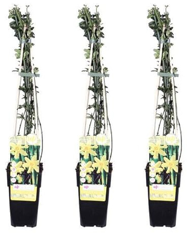 Winter-Jasmin – Jasminum nudiflorum – 3 Pflanzen – Ø15cm – ca. 65cm hoch – Winterblühende Kletterpflanze mit gelben Blüten für Garten, Zaun & Pergola