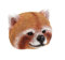 Magnet roter Panda, Zootiere Wildtiere Tiere Kühlschrankmagnete Magnete Tier Dekoration