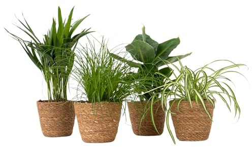 Plant in a Box - Tierfreundliche Zimmerpflanzen - Set aus 4 mit dekorativen Körben - Höhe 25-40cm - Topf 12cm - Ungiftige, luftreinigende grüne Pflanzen