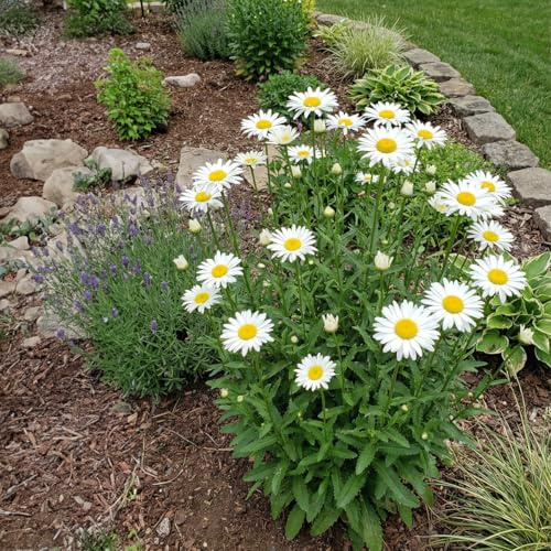 Bloomique - 6er - Set - Leucanthemum Silberprinzessche - Margerite - Reichblühend - Winterhart - Mehrjährig - Höhe 10-20 cm - Topf 9 cm