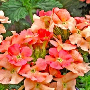 Verbena albicocca Nani 110 semi - Verbena Hybrida Nana Compacta - Jahreszahl - NPWS