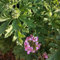 pianta di geranio limone acquista semi, semi di fiori perenni, semi di piante esotiche prato fiorito perenne, piante resistenti piante da balcone primavera, giardino fiorito piante 300pcs