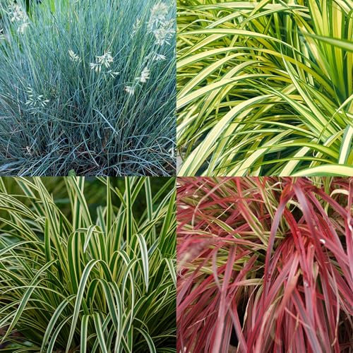 GreenboutiQ - Ziergräser - 4 Pflanzen - Blau - Gelb - Grün - Rot - Immergrün - Wenig Pflege - Topf 17cm Höhe 50cm