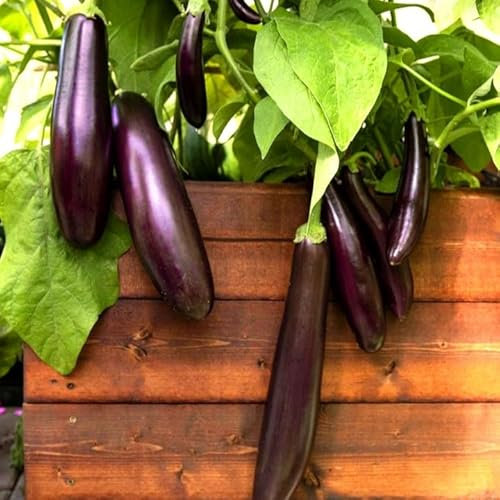 150 Aubergine Violetta Lunga 3 Seeds – Solanum melongena – Long Glossy Deep Purple Fruits – Rich Flavour, High Yielding – Free Plant Tag