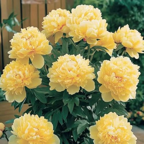 Pfingstrose (Winterhart) – Duftend, Lang Anhaltende BlüTen, Zum Pflanzen Geeignet | Perfekt FüR Schnittblumen Und StaudengäRten-2 zwiebeln-B