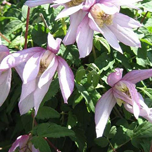 Clematis 'Pink Flamingo' - Waldrebe 50-60 cm Pflanzcontainer