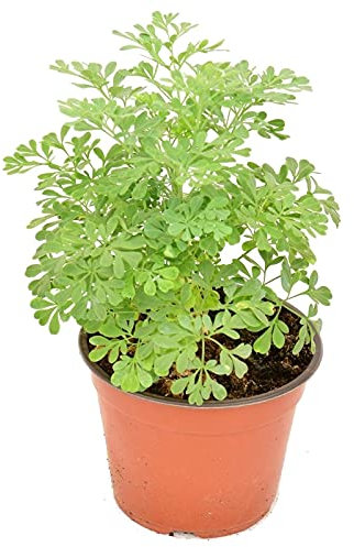 DECOALIVE Ruda Planta Aromática de la Suerte Planta Natural para el Hogar, 8436601571946