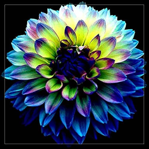 Dahlien zwiebeln,winterharte,dalienknollen winterfest bienenfreunlich,dahlien knollen winterhart MehrjäHrig,dahlien knollen,dahlien knollen großblumig,dahlienknollen kaufen.-2 zwiebeln-H