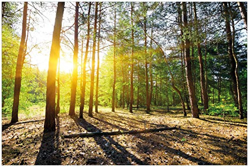 Wallario Poster - Sonnenstrahlen tief hinter dem Wald in Premiumqualität, Größe: 100 x 150 cm XXL-Poster