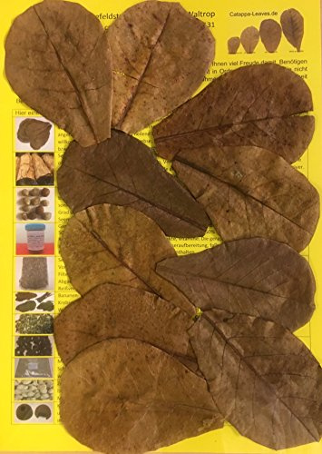 30 Stück Original Seemandelbaumblätter 10cm Catappa Leaves - TOP Qualität - 10-1000 Stück (30)