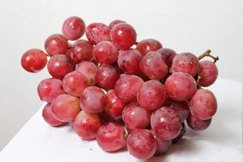 Vitis labrusca Vineland Rosé - anspruchslose rosafarbene Weinrebe - kernlos