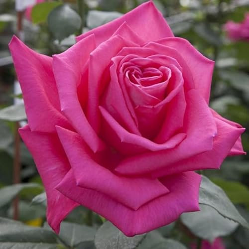 Flor de Exterior Rosal Rosa Grande Planta Natural Rosal Arbustivo
