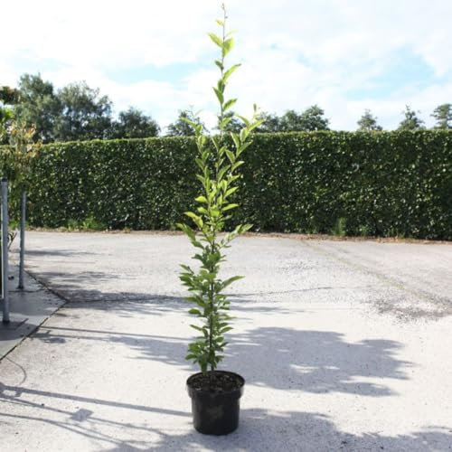 Carpinus betulus 'Fastigiata' - Upright Hornbeam Tree with Slender Pyramidal Form and Rich Autumn Colours – 1x 7.5 Litre Potted Plant by Thompson & Morgan
