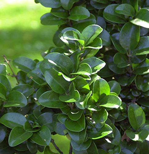 Japanischer Liguster Rotundifolium 20-25cm - Ligustrum japonicum - lebende Gartenpflanze aus den Baumschulen