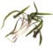 K2AQUA 3 x XL Cryptocoryne Balansae Live Aquarium Plant Tall Wavy Green Leaves Easy Care Low Maintenance Background Midground Freshwater Tank Natural Decoration Beginner Friendly
