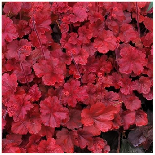 Stauden Gänge 3 x Heuchera Hybride 'Cherry Cola' im 1 Liter Topf (Staude/Winterhart/Bodendecker/Mehrjährig/Immergrün) Rotes Purpurglöckchen - Rubinrote Blätter mit lebendiger Frische