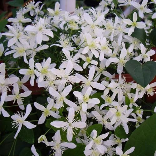 85 Stück weiße Herbst-Clematis-Blumensamen