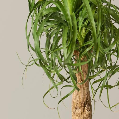 20pieces Green Ponytail Palm Tree Seeds