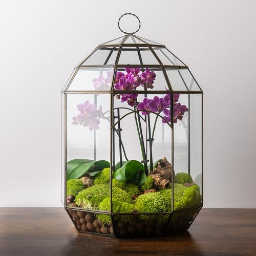 SuperMoss Glas-Terrarium (90406) - Moderner Glas-Pflanzgefäß für Zimmerpflanzen, Sukkulenten, Luftpflanzen & DIY-Terrarien-Kits, 26,9 x 36,8 cm, Solarium