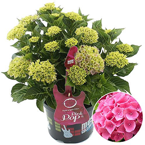 Hydrangea Pink Punk Garden Shrub | Deciduous Vibrant Potted Plant | 1.5-2.5ft
