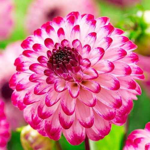 Dahlien Knollen - 5 Zwiebeln - Pon Pon Dahlie Lila Blumenzwiebeln