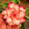 WüStenrosenknolle-Winterhart MehrjäHrig,Wüstenrose Rhizome,Adenium Obesum Pflanze,WüStenrose Pflanze,Wüstenrose Pflanze Im Topf,WüStenrose Kaufen,Bonsai-Pflanzen