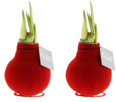 Bloomique - 2er Set - Velvet Rot - Amaryllis in Wachs - No Water Flowers - Blumenzwiebel in Wachs - Weihnachtsgeschenke und Deko - 15cm hoch bei Lieferung - Wächst zu 40-60 cm