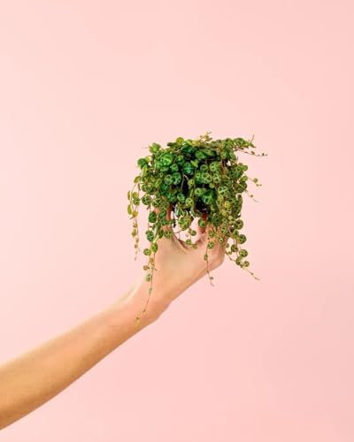 Peperomia Prostrata | Mini Plantas Naturales Interior | Pur Plant