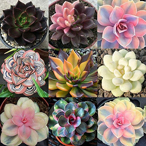 Oce180anYLVUK Sukkulenten Samen, 100 Stück Beutel Sukkulenten Samen Schöner Look Ästhetische Householld Garten Samen Für Balkon Saftige Samen