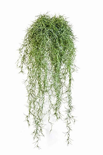artplants.de Vrille de Tillandsia usneoides Artificielle IRMENA avec 115 Branches, Vert, 80cm - Plante grimpante Artificielle - Buisson Artificiel