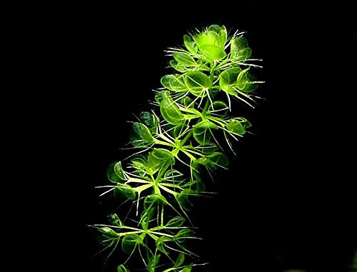 Aldrovanda vesiculosa Wasserrad Pflanze Fleisch fressende Wasser SEHR SELTEN 3 SEEDS
