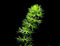 Aldrovanda vesiculosa Wasserrad Pflanze Fleisch fressende Wasser SEHR SELTEN 3 SEEDS