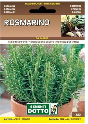 Sicignano | Semi Rosmarino - Pianta Aromatica con Fiori Azzurro-Violetti, Busta Extra - 6 Confezioni da 0.07g, Raccolta Annuo