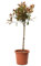 KENTIS - Glanzmispeln Photinia × Fraseri Red Robin – Winterharte Pflanzen für Garten - Heckenpflanzen - 1/4 Stiel Hoch 80-100 cm Topf Ø 24 cm