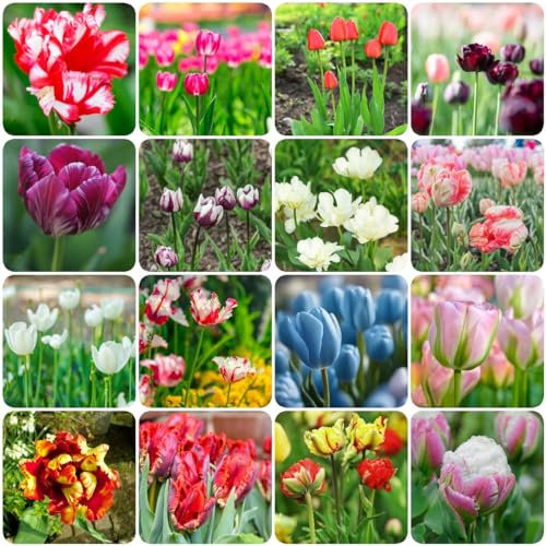 2 pcs tulpenzwiebeln winterhart mehrjährig - blumenzwiebeln mehrjährig winterhart tulpenzwiebel,tulpen zwiebeln, deko modern gartenpflanzen bonsai topf luftreinigende zimmerpflanzen