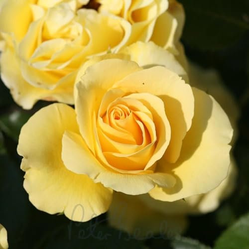 Peter Beales Roses UK Anniversary Wishes Floribunda Bush Rose, 90cm x 60cm, Double Yellow Blooms, Fragrant